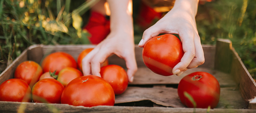 Cuándo sembrar tomates en semillero