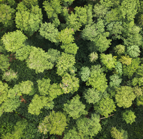 Vista aérea de uma floresta.