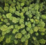 Aerial view of a forest.
