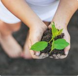 Hands holding a seedling with soil.